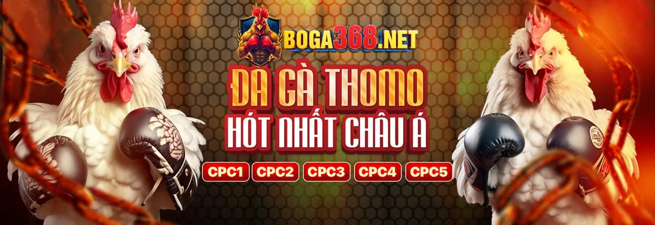 Sân đấu gà chọi trực tuyến kịch tính tại qq8